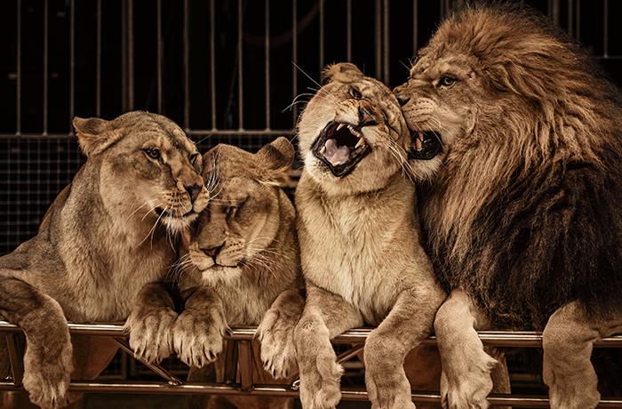 L'Escala se declara municipio libre de circos con animales salvajes