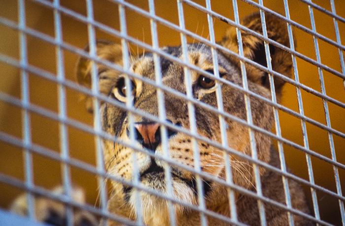 FAADA denuncia la tenencia de leones por parte de particulares