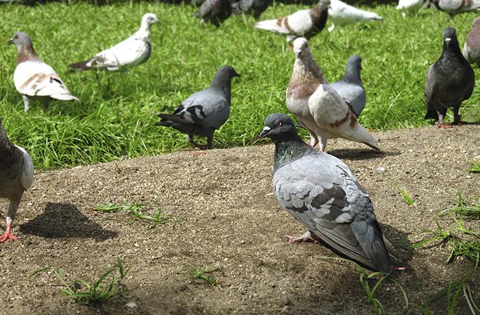 Barcelona creará zonas específicas para dar de comer a las palomas