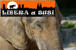 ZOO BCN: Verdades y mentiras sobre las elefantas Susi y Yoyo 