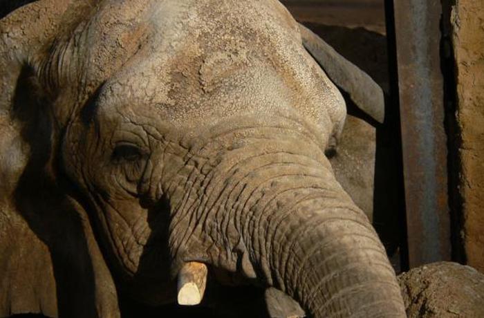El Zoo de Barcelona corta los colmillos a las elefantas para forzar su asociacin