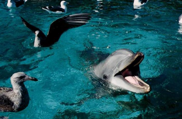 Diversos cientficos consideran inaceptable el uso de delfines en cautividad