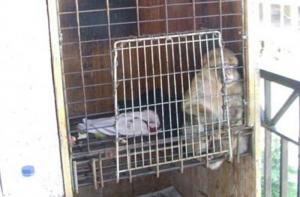 La Fundación rescata un ejemplar de macaca sylvana