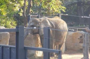 La elefanta Susi se encuentra en estado crítico - Zoo de Barcelona