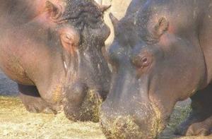 Incendio en el remolque de un hipopótamo del Circo Roma