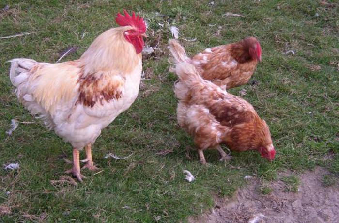 California y Michigan prohíben los huevos de gallinas en batería