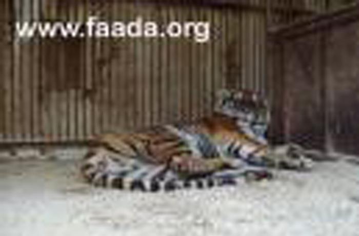 ltimas noticias sobre los tigres de Cunit
