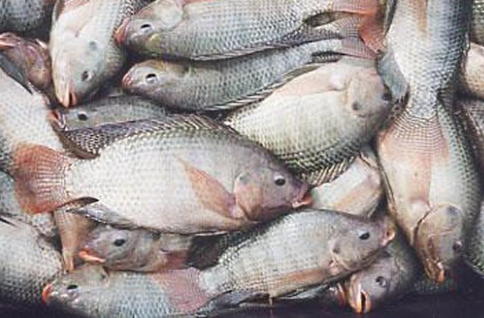 Un nuevo informe muestra el sufrimiento en la pesca comercial