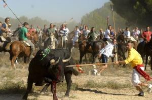 Tordesillas celebra una de las mayores atrocidades contra los animales
