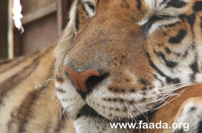 Dos de los tigres semiabandonados por el Circo Universal en Cunit siguen all