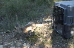 Rescate y liberación de una cría de zorro