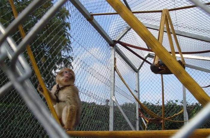 Estrenamos una instalacin de rescate de pequeos primates