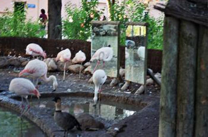 La mayoría de zoos españoles, en situación de riesgo de fuga de los animales