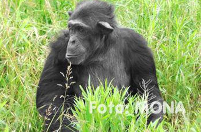Antena 3 pretende utilizar un chimpanc en un programa televisivo