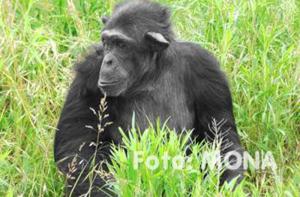 Antena 3 pretende utilizar un chimpancé en un programa televisivo
