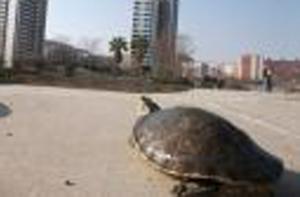 El misterio de las tortugas de Diagonal Mar