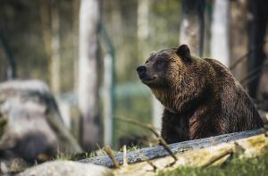 Los cinco osos pardos rescatados del zoológico de Almendralejo se han adaptado perfectamente a su nueva casa