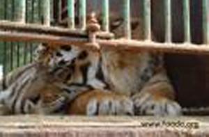 Bhután y Nepal, los dos últimos tigres de Cunit han sido trasladados hoy por FAADA