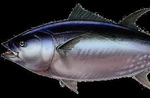 Ecologistas en Acción exige un etiquetado informativo con el contenido de mercurio en el pescado
