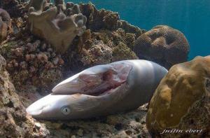 ¿Qué hay tras las cápsulas de cartílago de tiburón?