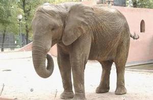 El Zoo Botánico de Jerez traslada su elefanta a un Zoológico de Hungría donde se incorporará a una manada