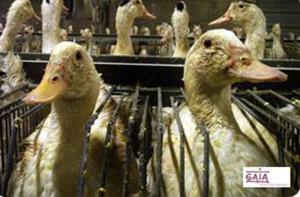California prohíbe la venta de foie