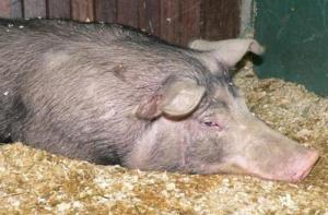 Rescate de un cerdo en la Ronda de Barcelona