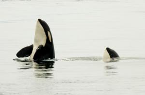 Morgan, con la importación de esta orca, España sigue batiendo récords