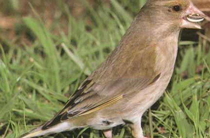 El Parlament de Catalunya aprueba una norma ilegal que causar la muerte de 60.000 aves