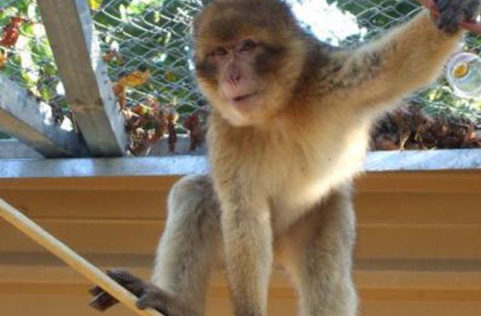 Reintroduccin de dos macacos maltratados: Oscar y Fez