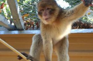 Reintroducción de dos macacos maltratados: Oscar y Fez