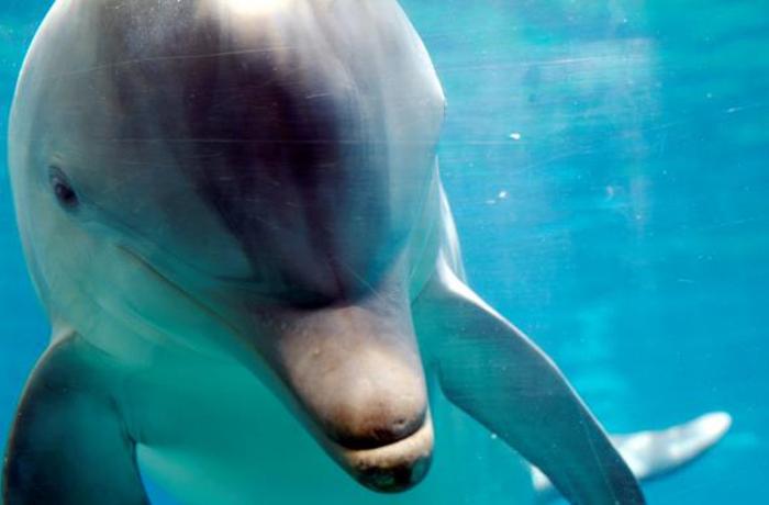 Una celebracin de cumpleaos poco feliz para los delfines del Aqupolis
