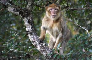 El Macaco de Berbería podría desaparecer en estado salvaje
