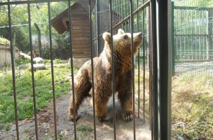 26.000 personas piden la reubicacin de dos osos mantenidos en un prking del Valle de Aran