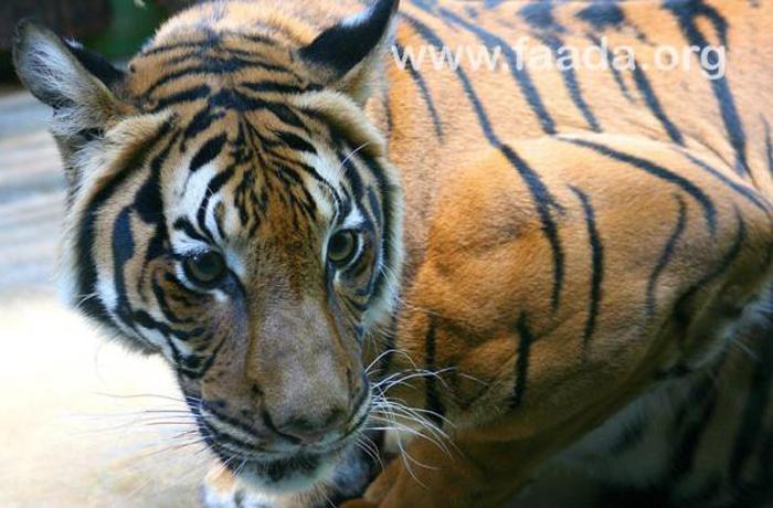 La Xunta gallega pide una sancin de 60.000 a un zoo ilegal