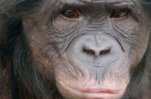 Iowa Primate Learning Sanctuary (IPLS) necesita apoyo para acoger a chimpancs usados en experimentacin