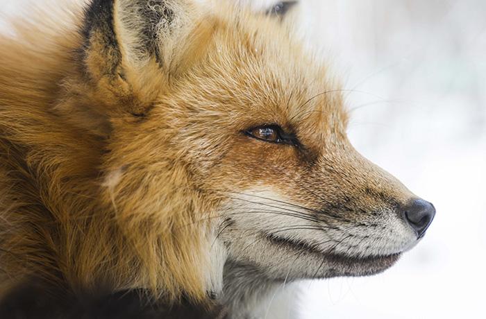 No a la caza: boicot a la caza del zorro en Galicia y protesta en Barcelona