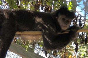 Un mono Capuchino encontrado por la calle