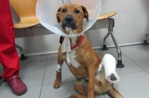 Sanción de 2.001€ a una vecina de Viladecans por abandonar a su perro