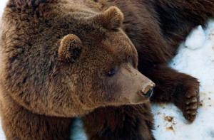 Los osos de Proambiente ya deambulan felizmente por su nuevo hogar
