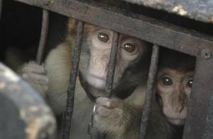 Grupos de defensa animal alertan: el macaco de Berbería en grave peligro de extinción