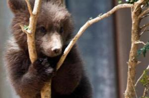 Goluso, la cría de oso que nació por sorpresa en Lacuniacha, trasladada a Bélgica