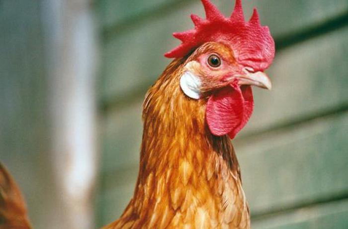 FAADA | Cosas que no sabías de los pollos