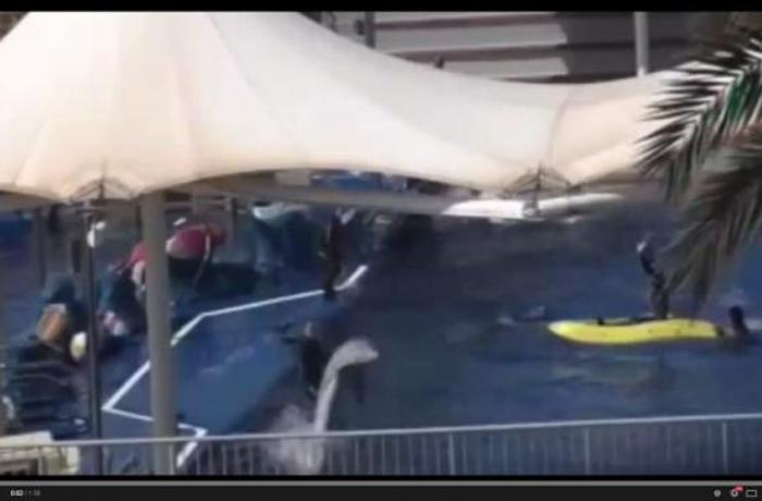 SOSdelfines denuncia un posible maltrato de los delfines alojados en Marineland Mallorca