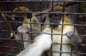 Se reubican los ltimos animales del zoo Oasis del Valle, que cierra sus puertas definitivamente