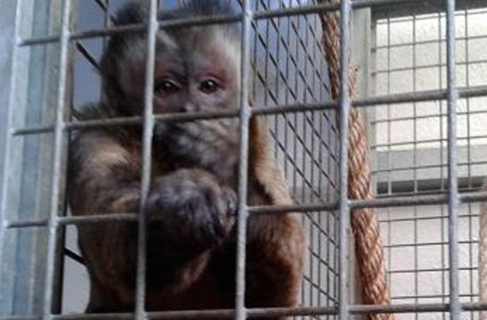 Monkey se va a Holanda para vivir con otros monos capuchinos por primera vez
