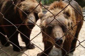 FAADA consigue reubicar los ltimos animales de Aqualeon: 12 leones y 4 osos pardos