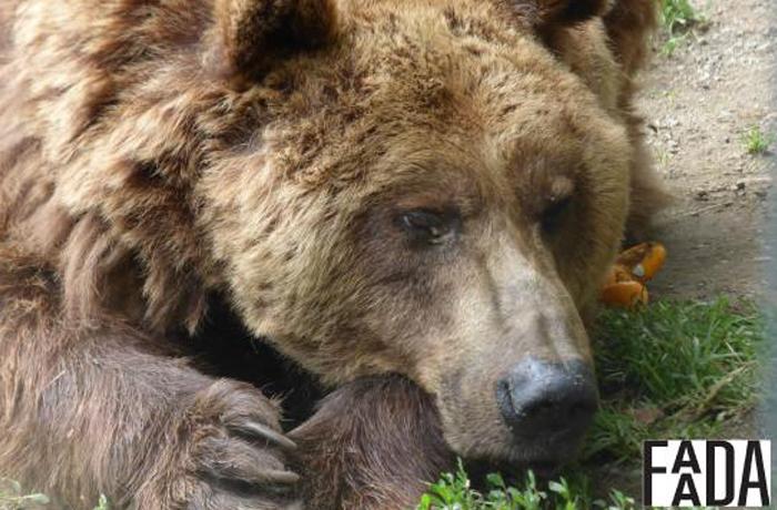 El Ayuntamiento de Arties y el gobierno de Arn siguen negndose al traslado de los osos Mimo y Arn