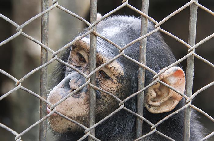 Estados Unidos prohibe la experimentacin de chimpancs para uso mdico
