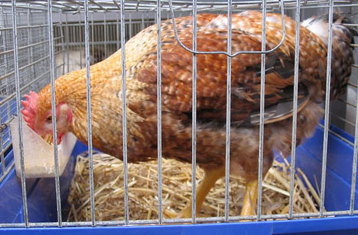Jamie Oliver y otro 'chef' televisivo británico se movilizan contra la cría de aves en jaulas